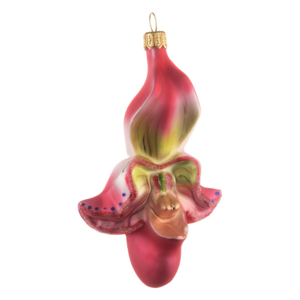 Orchidee - Frauenschuh