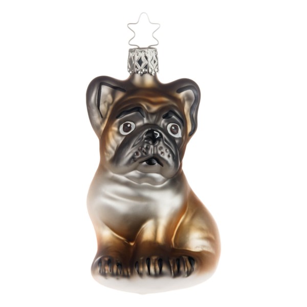 Französische Bulldogge
